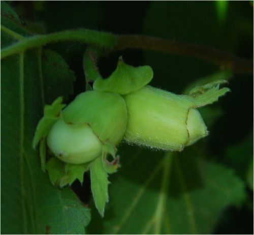 hazelnuts growing on a branch