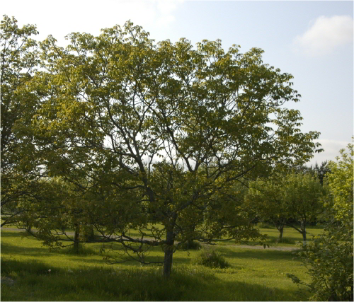 walnut tree at Grinnell's property, May 2007