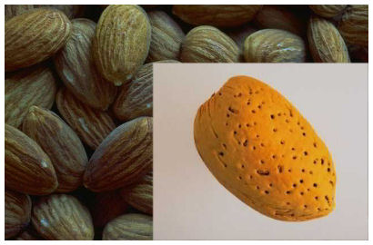 photo of almonds