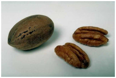 photo of pecans