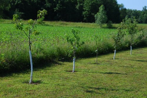 Sideyardtreelineup.jpg